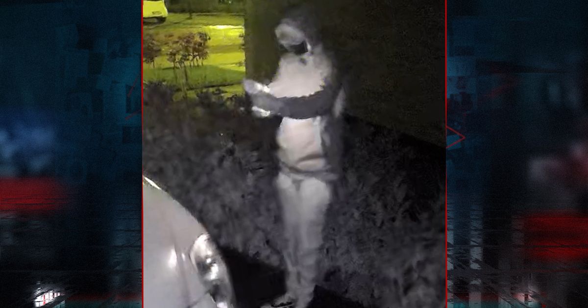 Acht autobranden in drie weken