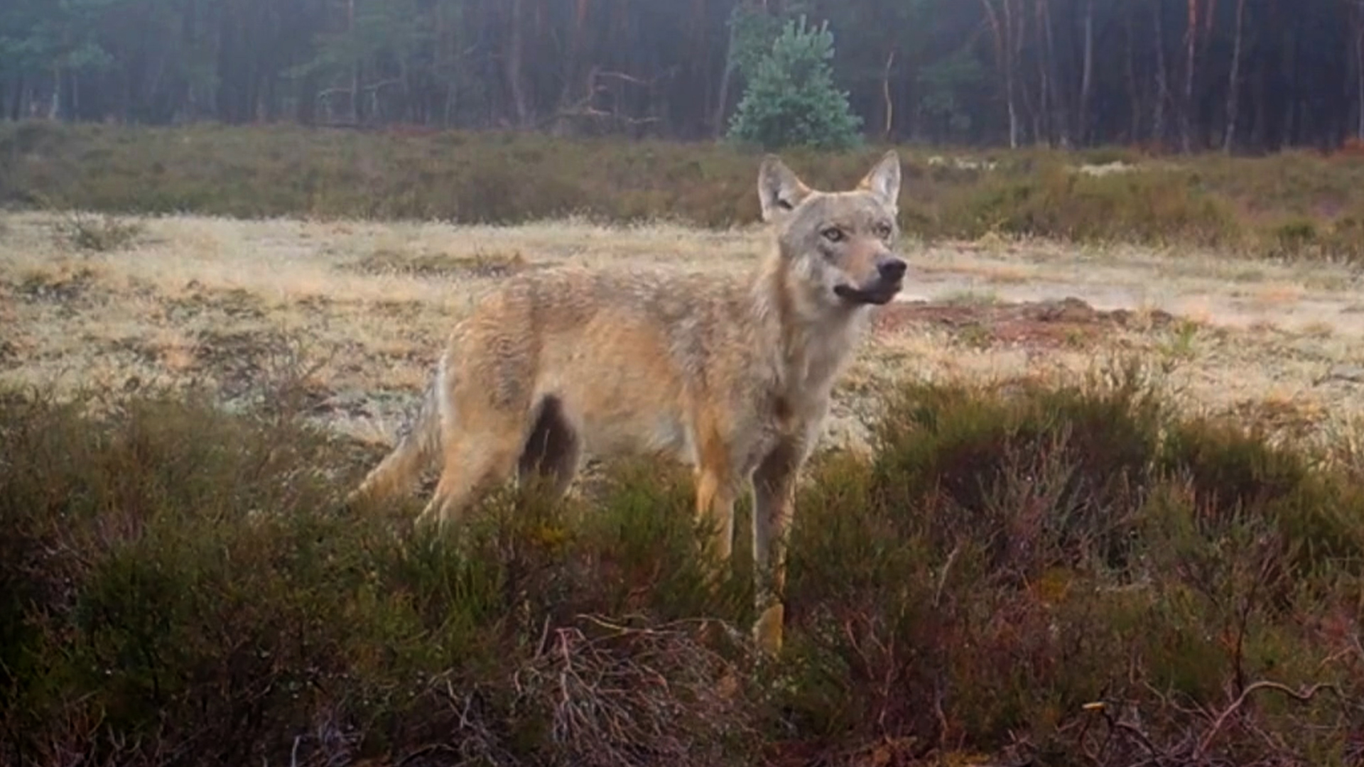222233_veluwe_wolf.jpg