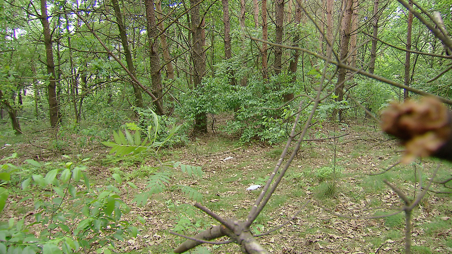 apeldoorn_pd1.jpg