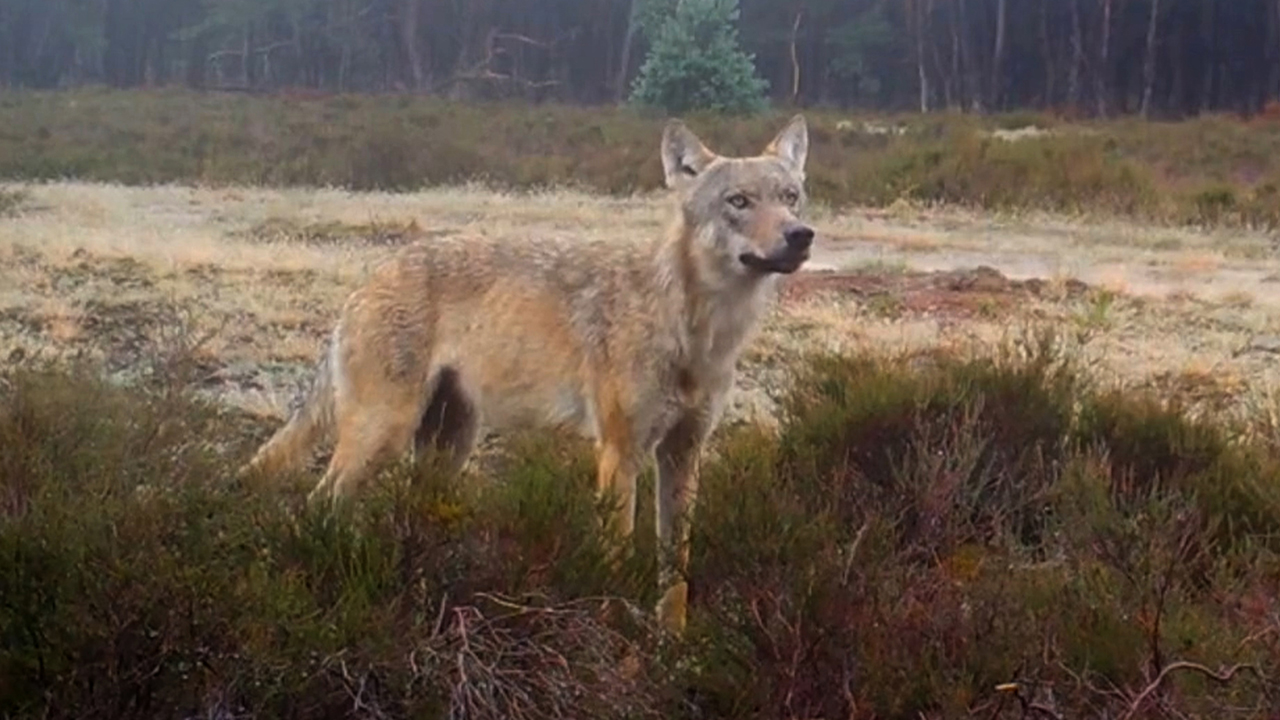 212535_veluwe_wolf3.jpg