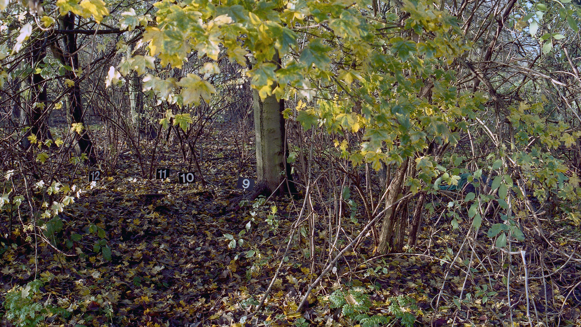 118258_cc-amstrdm_tr1.jpg