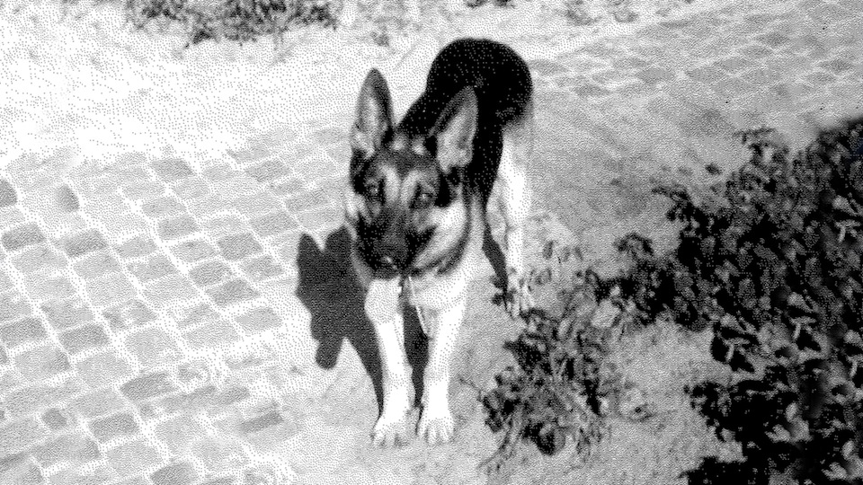 tcm17324505_large.jpg
