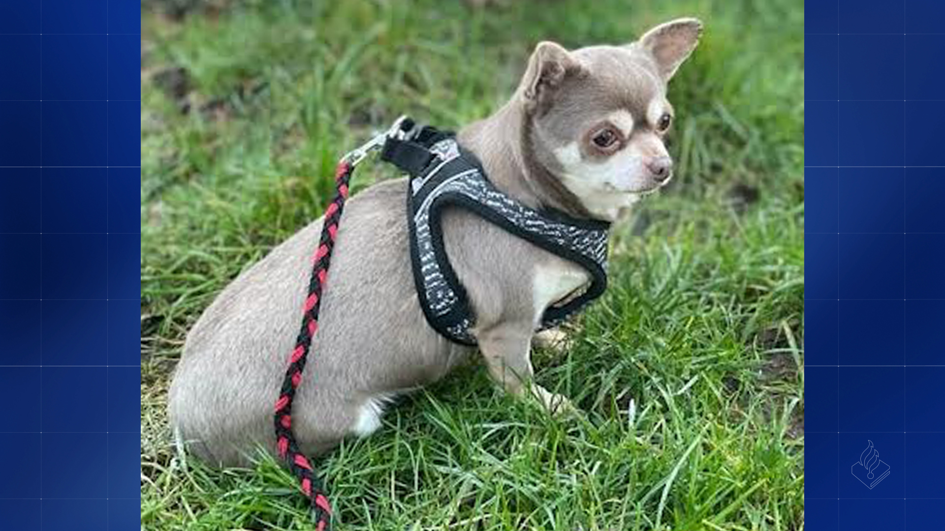 222035_geldrmlsn_hondje_puppies.jpg