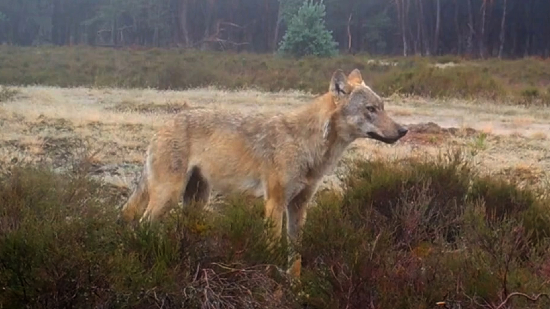 212535_veluwe_wolf1.jpg